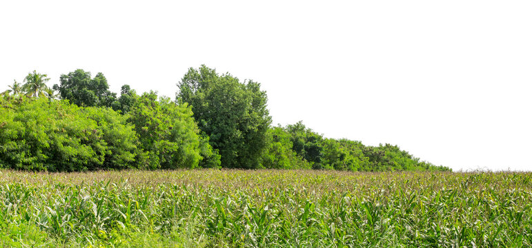 Green trees isolated are forest on transparent background.Forest and foliage in summer with cut path and alpha channel, high resolution.