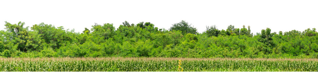Green trees isolated are forest on transparent background.Forest and foliage in summer with cut...