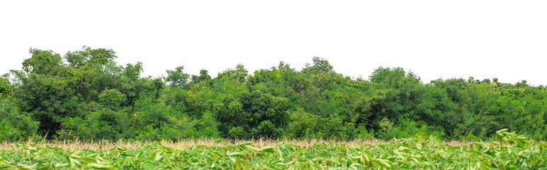 Green trees isolated are forest on transparent background.Forest and foliage in summer with cut path and alpha channel, high resolution.