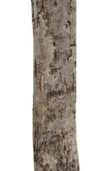 Fototapeta premium Tree trunk isolated on transparent background.