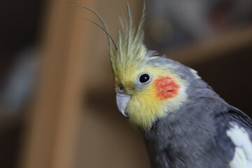 Parrot corella at home. Close-up portrait.