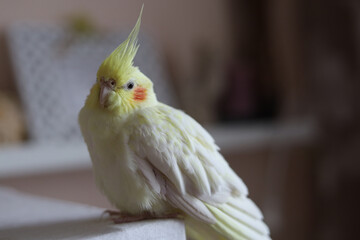 Parrot corella at home. 