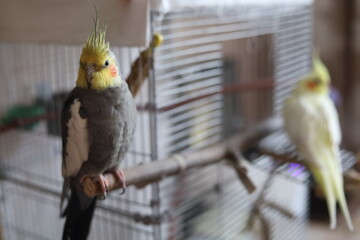 Parrot corella at home. 