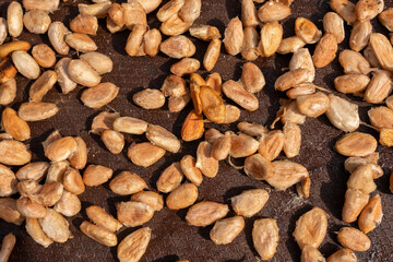 Close-up of cocoa beans drying in the sun, highlighting their rough texture and natural colors. Perfect for themes on agriculture, food production, and chocolate making.