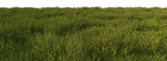grass line field wild and fresh