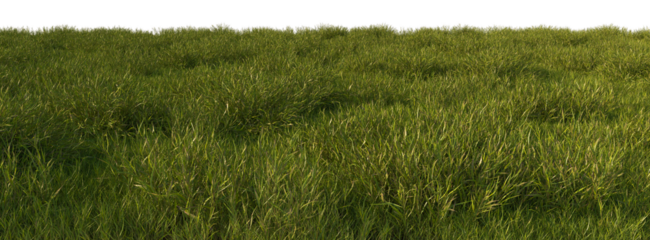 grass line field wild and fresh