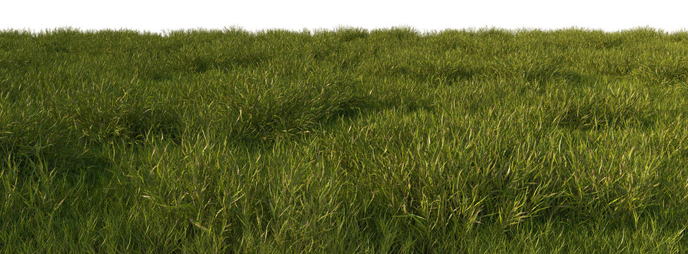 grass line field wild and fresh - Powered by Adobe