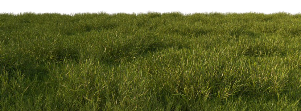 grass line field wild and fresh - Powered by Adobe