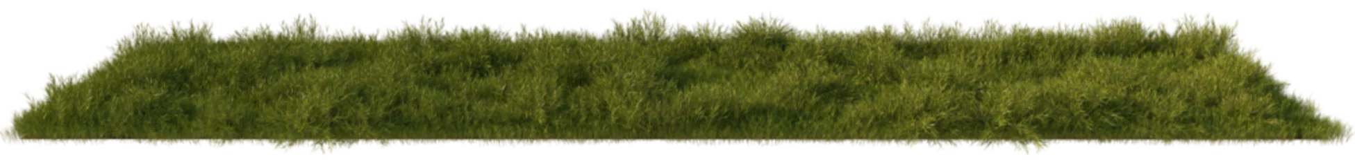 grass line field wild and fresh