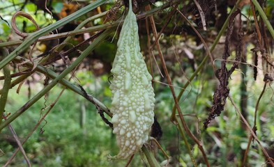 Bitter Gourd, Momordica, or Bitter Melon vegetable fruit hanging on a vine plant in the garden with a green nature background. Organic fresh raw bitter gourd agriculture beautiful closeup macro shot.