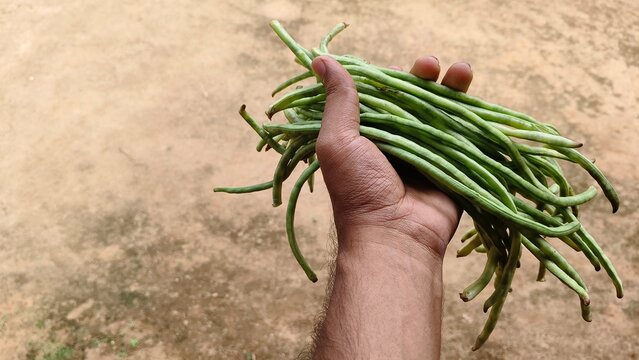 Asian farmer hand holding isolated organic farm fresh long green cowpea, chichinga, vigna unguiculata or barbati grain in palm with blurry background and copy space. Beautiful closeup top side view.