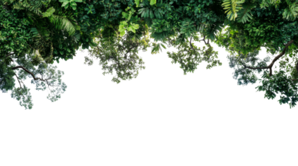 Rainforest transparent background