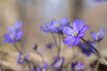 Macro of a blue liverwort (Anemone hepatica). Copyspace.