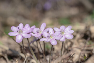 Group of light-pink liverworts (Anemone hepatica).