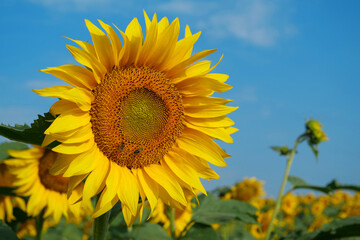 Field of beautiful sunflowers with many bees working. Bees are hard at work