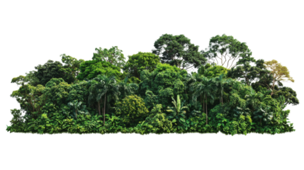 Rainforest transparent background