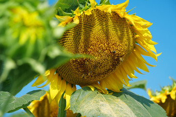 Bees sit on large mature sunflower