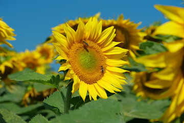 Field of beautiful sunflowers with many bees working. Bees are hard at work