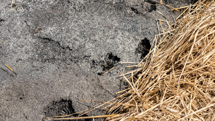 Close-up of burned soil and dry straw, showcasing the aftermath of agricultural burning. A visual representation of environmental impact and farming practices in rural areas.
