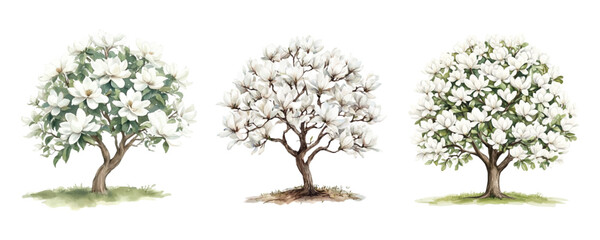 Watercolor set of magnolia trees. Spring blooming white magnolia trees watercolor on isolated background. Spring concept. Watercolor botany. © Narin