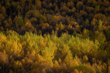 Fototapeta premium Stunning natural pattern of Golden Autumn in the remote village of Ushguli, Svaneti Forest, Georgia.