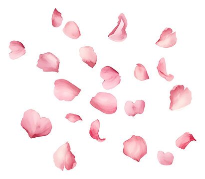 Watercolor pink sakura petals png. Sakura petals flying in the air png. Spring and blossom concept. Vector illustration.