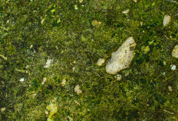 Moss texture background, closeup image of nature