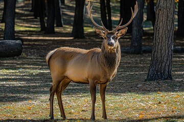 A lone deer grazes in a sun-drenched forest clearing.. Beautiful simple AI generated image