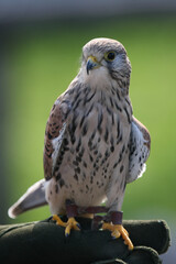 Turmfalke
Common kestrel on a hand