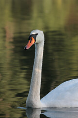 Schwan beim schwimmen