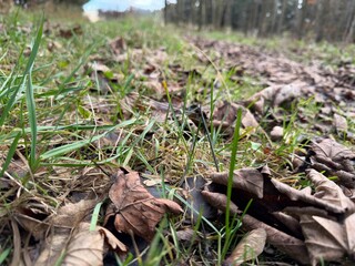 mushrooms on the ground