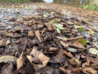 autumn leaves on the ground