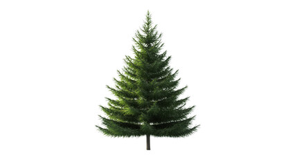 Fototapeta premium Coniferous tree transparent background