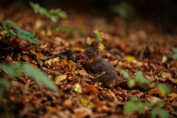 Rusty brown squirrel in a park with autumn colored leaves