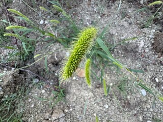 Fresh setaria viridis flower plant close-up. Setaria viridis, green bristlegrass. Setaria viridis on the road. Common names, including green foxtail, green bristlegrass, and wild foxtail folks.