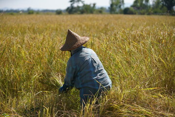 Thai farmers harvest rice using traditional methods. Mountain view in the background