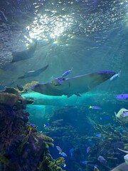 Fototapeta premium Sting ray