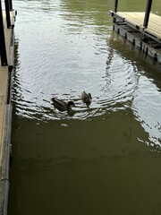 Naklejka premium Ducks on the river