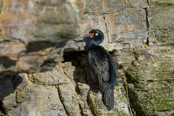 Rock Shag (Leucocarbo magellanicus) nesting on a narrow edge on the cliffs of Bleaker Island in the...