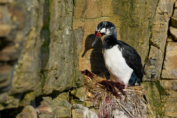 Rock Shag (Leucocarbo magellanicus) nesting on a narrow edge on the cliffs of Bleaker Island in the...
