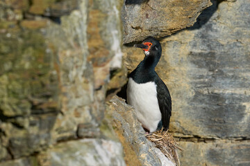 Rock Shag (Leucocarbo magellanicus) nesting on a narrow edge on the cliffs of Bleaker Island in the Falkland Islands