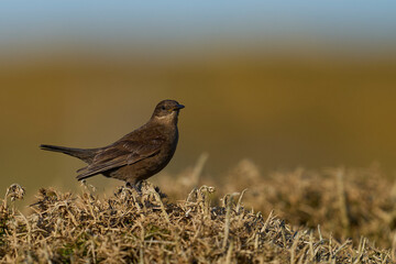 Tussacbird (Cinclodes antarcticus antarcticus) on Bleaker Island in the Falkland Islands.        