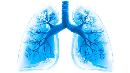 Detailed 3D illustration of human lungs showcasing the bronchial tree structure and respiratory system anatomy in vibrant blue tones.
