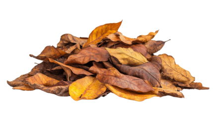 Autumn leaves transparent background