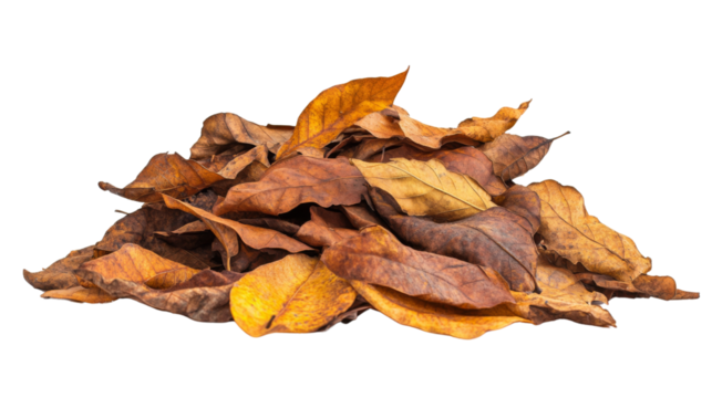 Autumn leaves transparent background