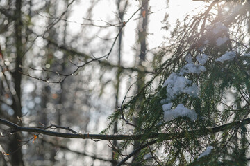First signs of snow on a sprucetree. Late autumn, November in the mountains, Poland Szczyrk