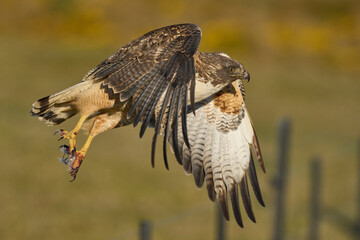 Variable Hawk (Buteo polyosoma) taking off from a fence post on Bleaker Island in the Falkland Islands