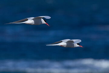 South American Tern (Sterna hirundinacea) feeding on the coast of Bleaker Island in the Falkland Islands
