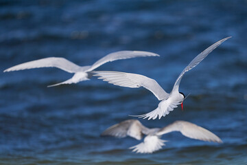 South American Tern (Sterna hirundinacea) feeding on the coast of Bleaker Island in the Falkland Islands