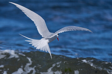 Fototapeta premium South American Tern (Sterna hirundinacea) feeding on the coast of Bleaker Island in the Falkland Islands